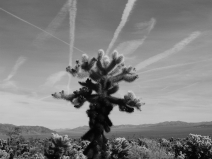 Joshua Tree, 2006