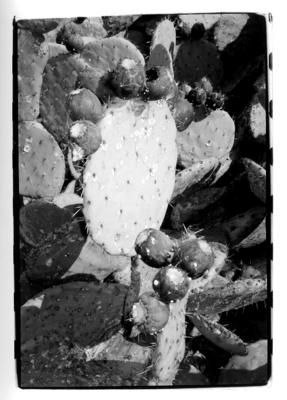 cactus-hrvoje