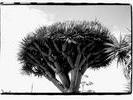 dragon tree-hrvoje