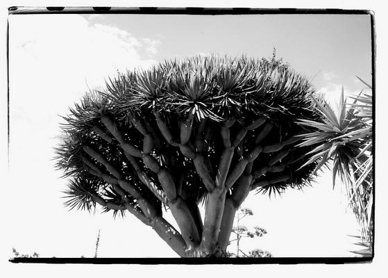 dragon tree-hrvoje