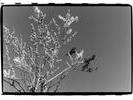 humming bird-hrvoje