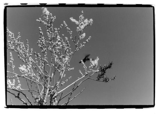 humming bird-hrvoje