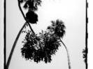palms-hrvoje