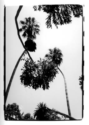 palms-hrvoje